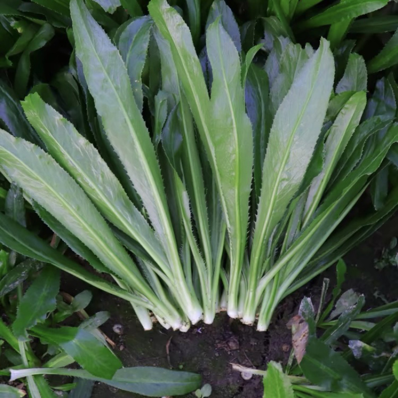 山野香菜芫荽种子香菜芫荽刺芹籽野菜种籽云南刺芫荽
