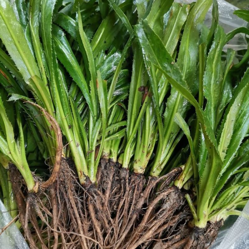 山野香菜芫荽种子香菜芫荽刺芹籽野菜种籽云南刺芫荽