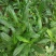 山野香菜芫荽种子香菜芫荽刺芹籽野菜种籽云南刺芫荽