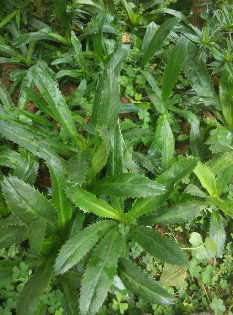 山野香菜芫荽种子香菜芫荽刺芹籽野菜种籽云南刺芫荽