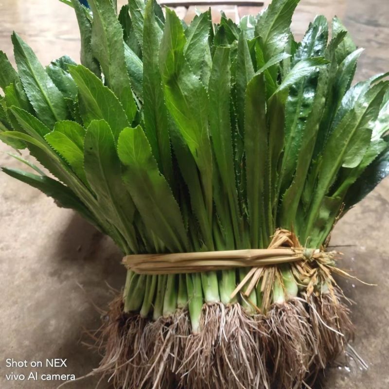山野香菜芫荽种子香菜芫荽刺芹籽野菜种籽云南刺芫荽