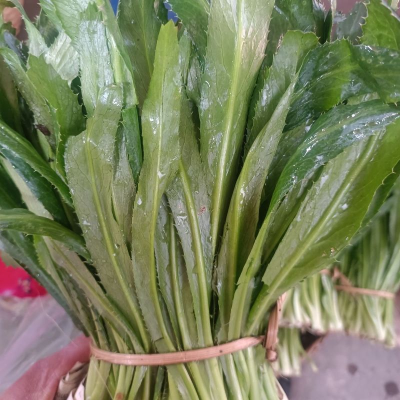 山野香菜芫荽种子香菜芫荽刺芹籽野菜种籽云南刺芫荽