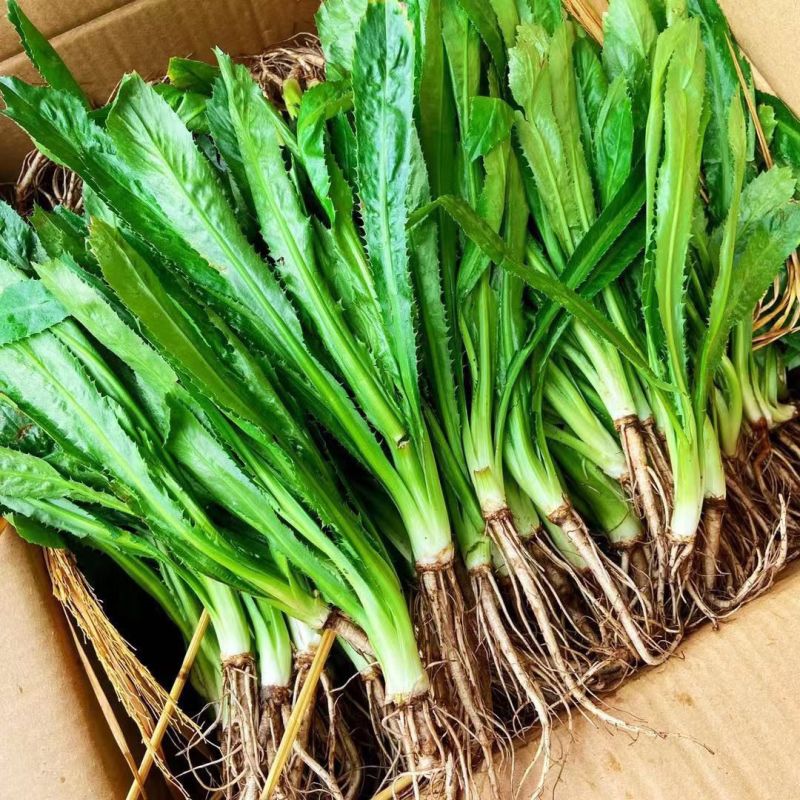 山野香菜芫荽种子香菜芫荽刺芹籽野菜种籽云南刺芫荽