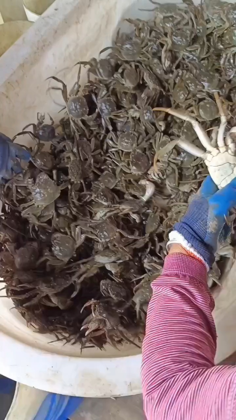 六月黄河蟹，产地大量供应，直供电商，超市，自助餐饮