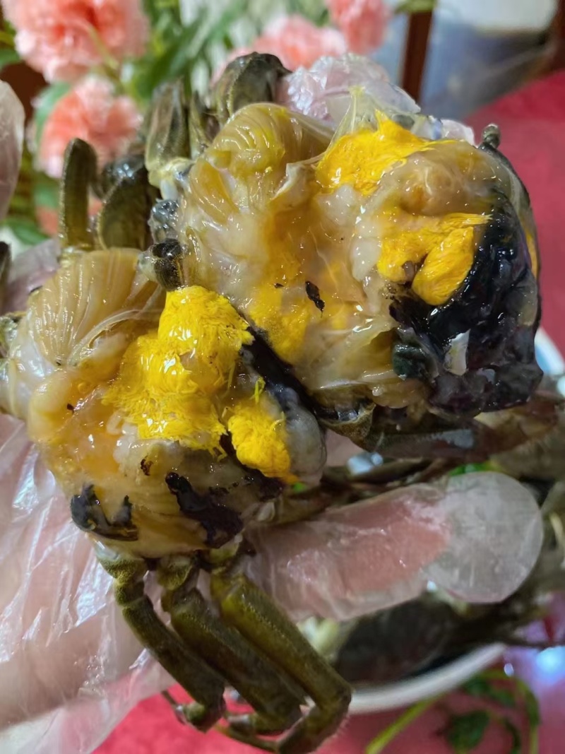 六月黄河蟹，产地大量供应，直供电商，超市，自助餐饮