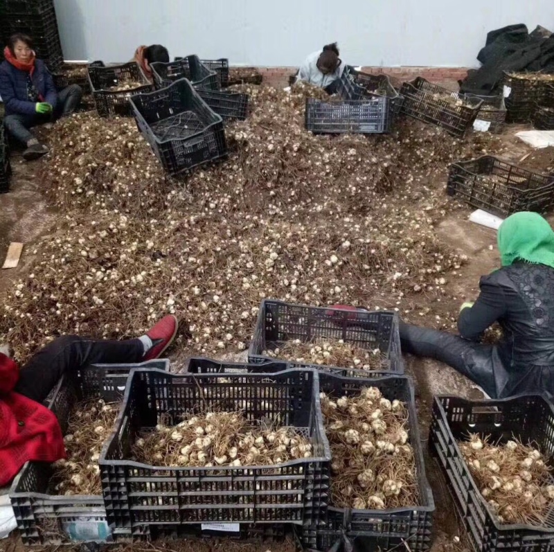 基地繁育甜百合种球生长速度快，抗病能力强，产量高