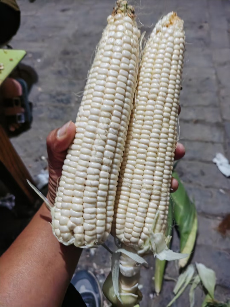 甜糯玉米