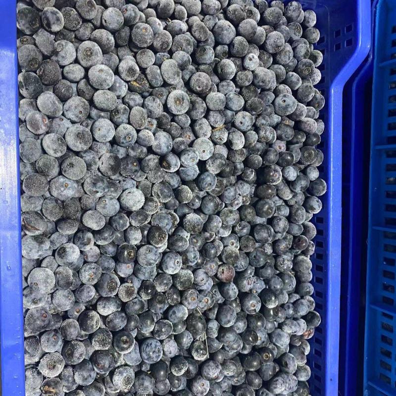 蓝莓冻果基地批量出货量大电联对接支持视频看货