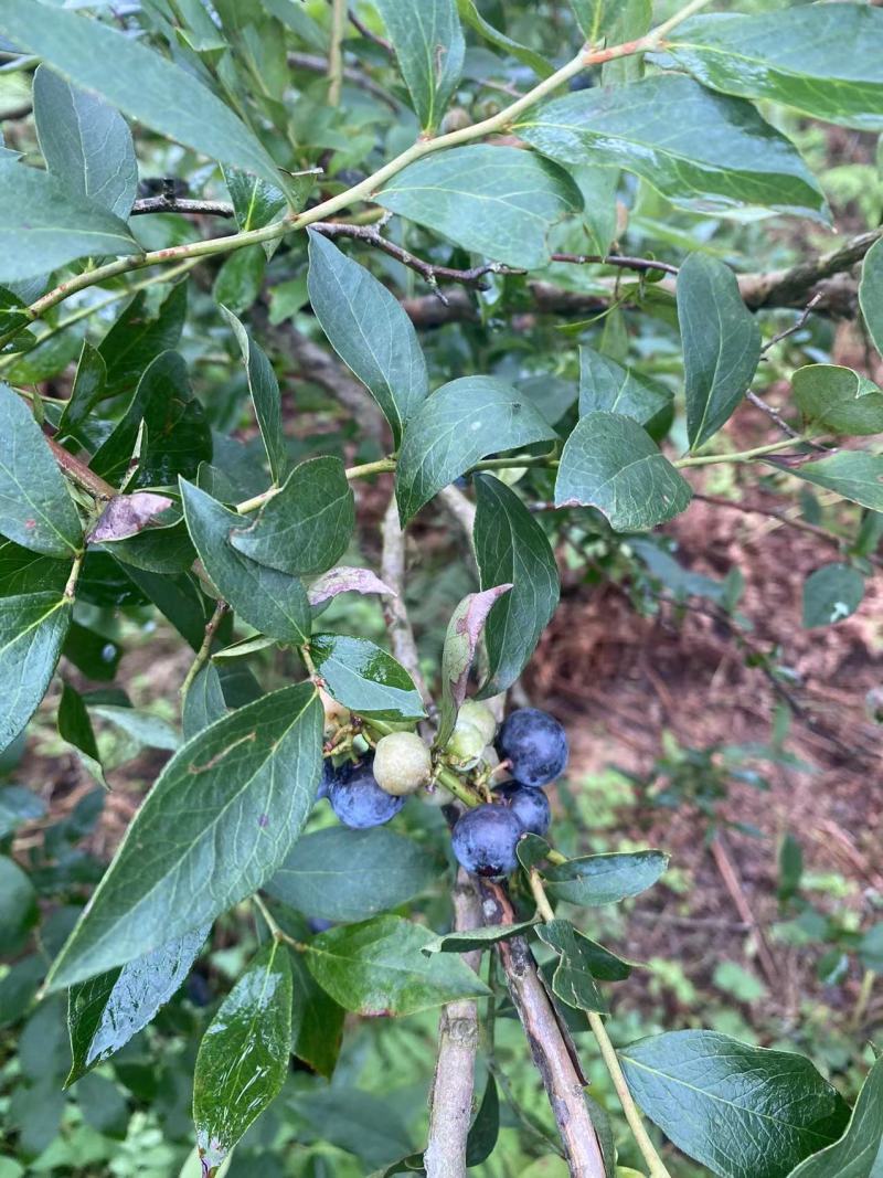 蓝莓冻果基地批量出货量大电联对接支持视频看货