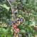 蓝莓冻果基地批量出货量大电联对接支持视频看货
