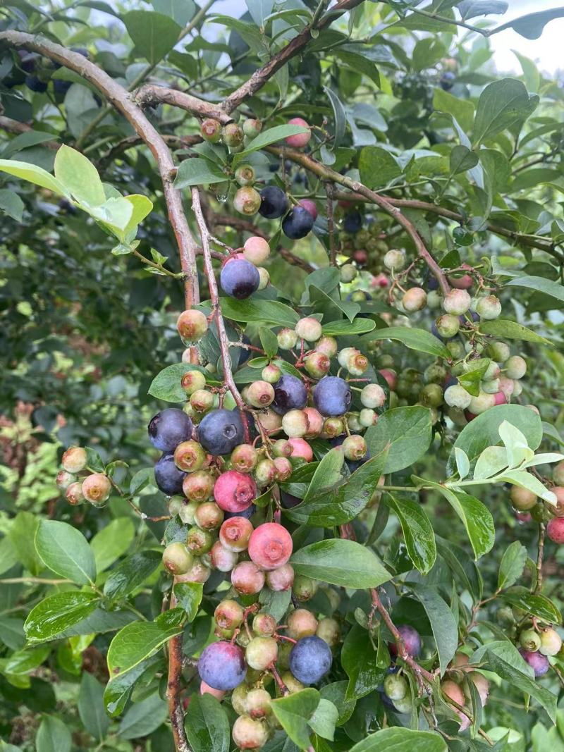 蓝莓冻果基地批量出货量大电联对接支持视频看货