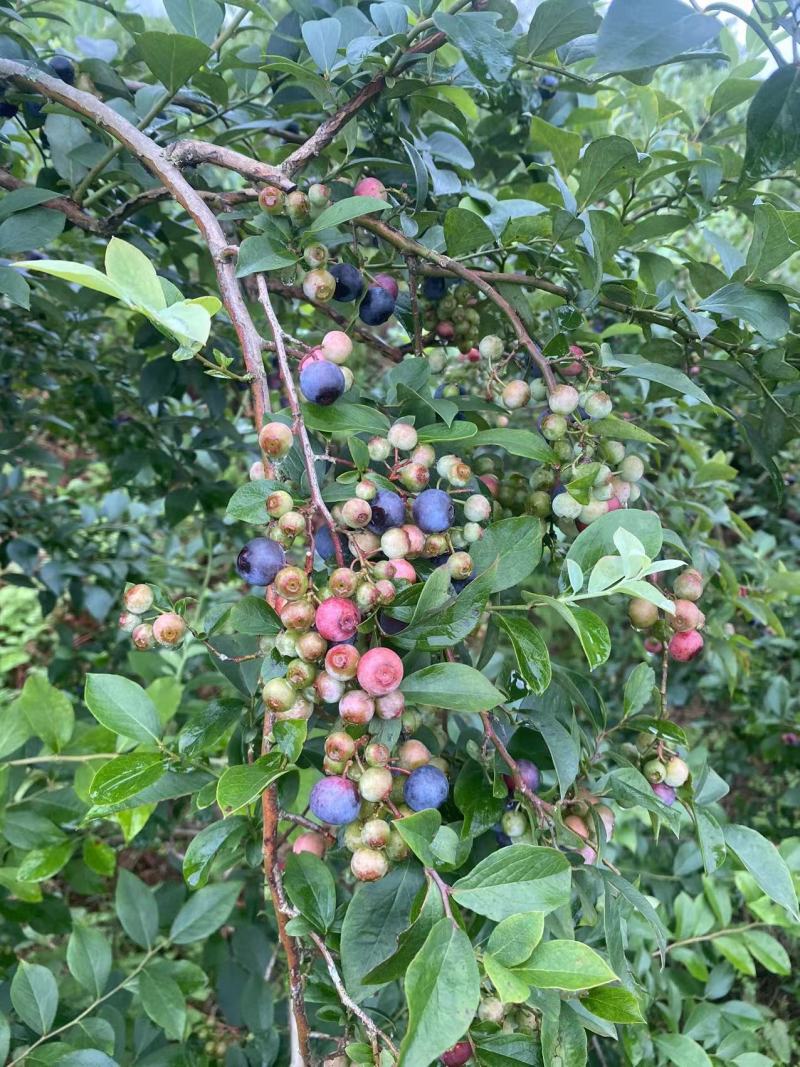 蓝莓冻果基地批量出货量大电联对接支持视频看货