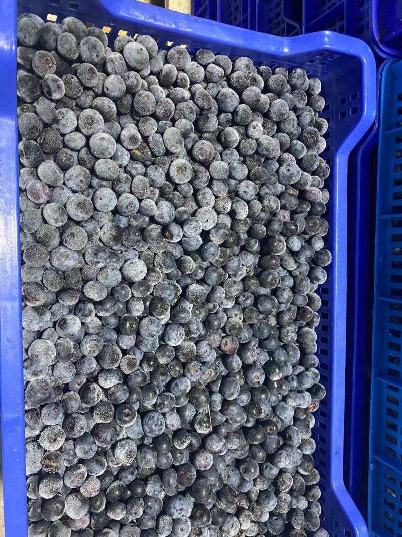 蓝莓冻果基地批量出货量大电联对接支持视频看货