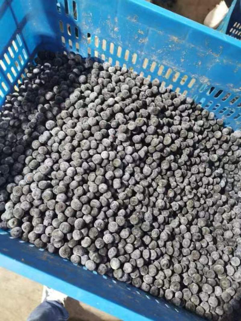 蓝莓冻果基地批量出货量大电联对接支持视频看货