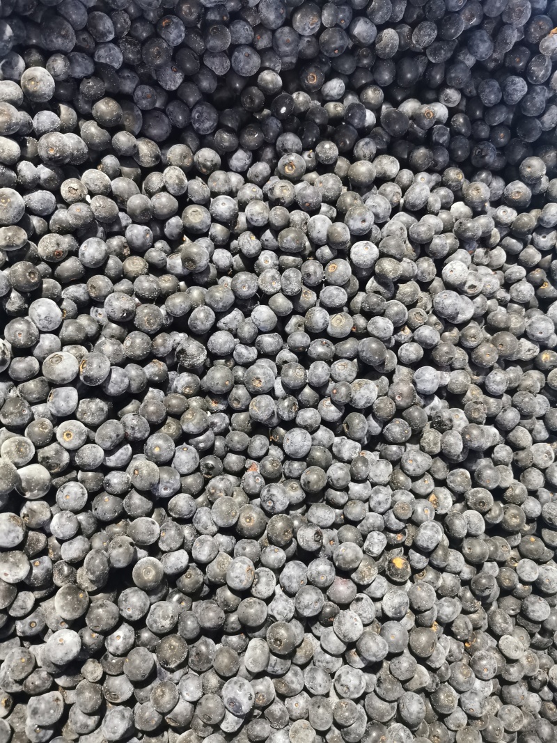 蓝莓冻果基地批量出货量大电联对接支持视频看货