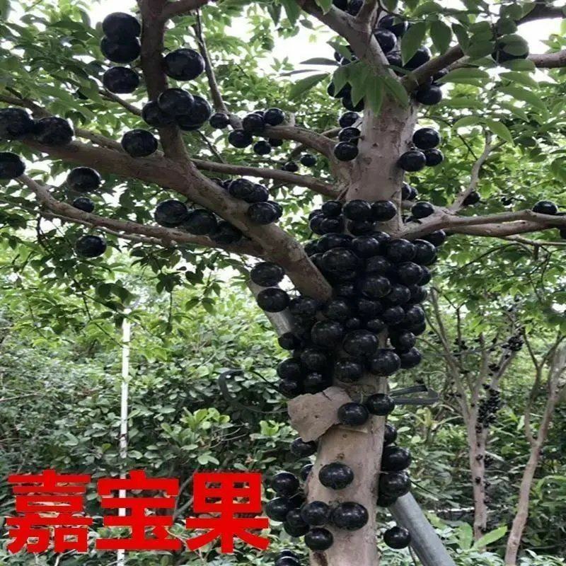 嘉宝树苗葡萄苗㠪宗台湾树苗四季南北方可种植当年结果