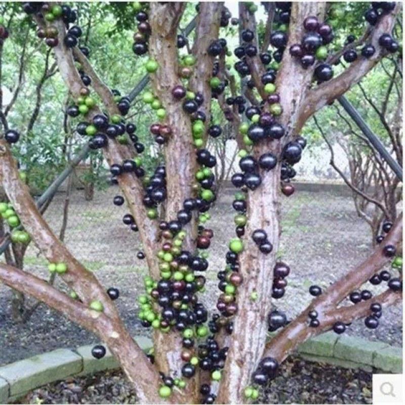 嘉宝树苗葡萄苗㠪宗台湾树苗四季南北方可种植当年结果