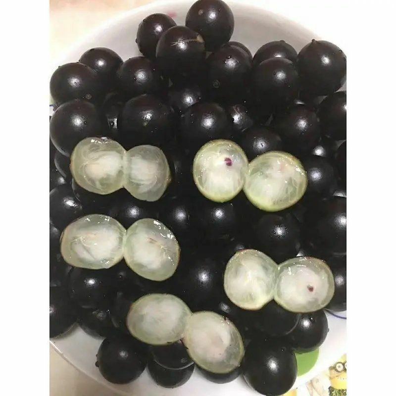 嘉宝树苗葡萄苗㠪宗台湾树苗四季南北方可种植当年结果