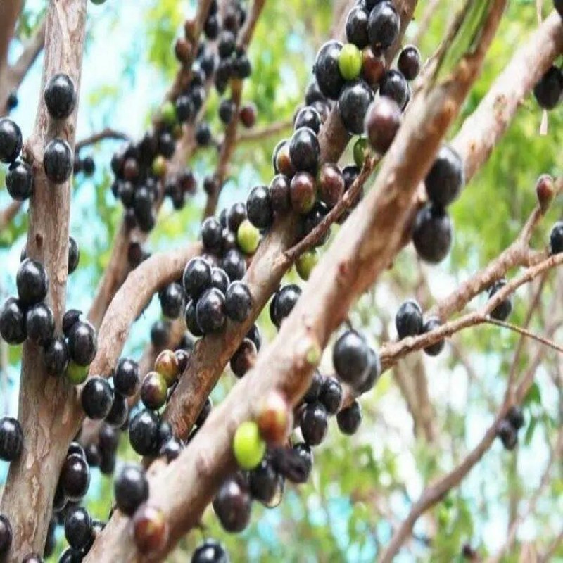 嘉宝树苗葡萄苗㠪宗台湾树苗四季南北方可种植当年结果