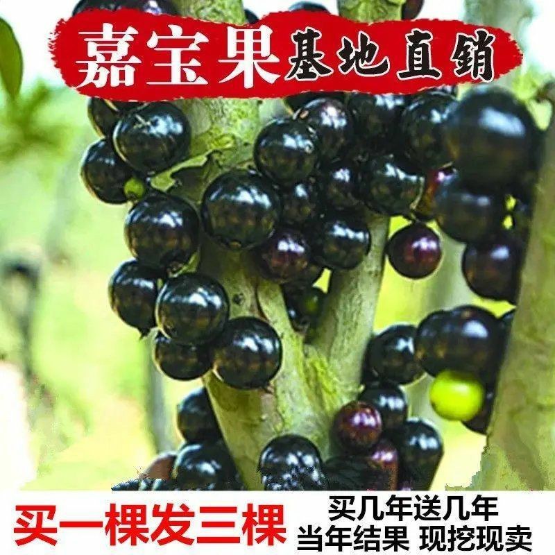 嘉宝树苗葡萄苗㠪宗台湾树苗四季南北方可种植当年结果