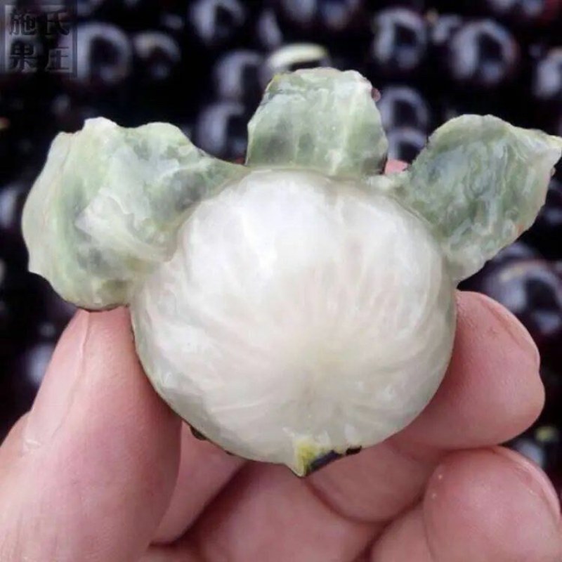 嘉宝树苗葡萄苗㠪宗台湾树苗四季南北方可种植当年结果
