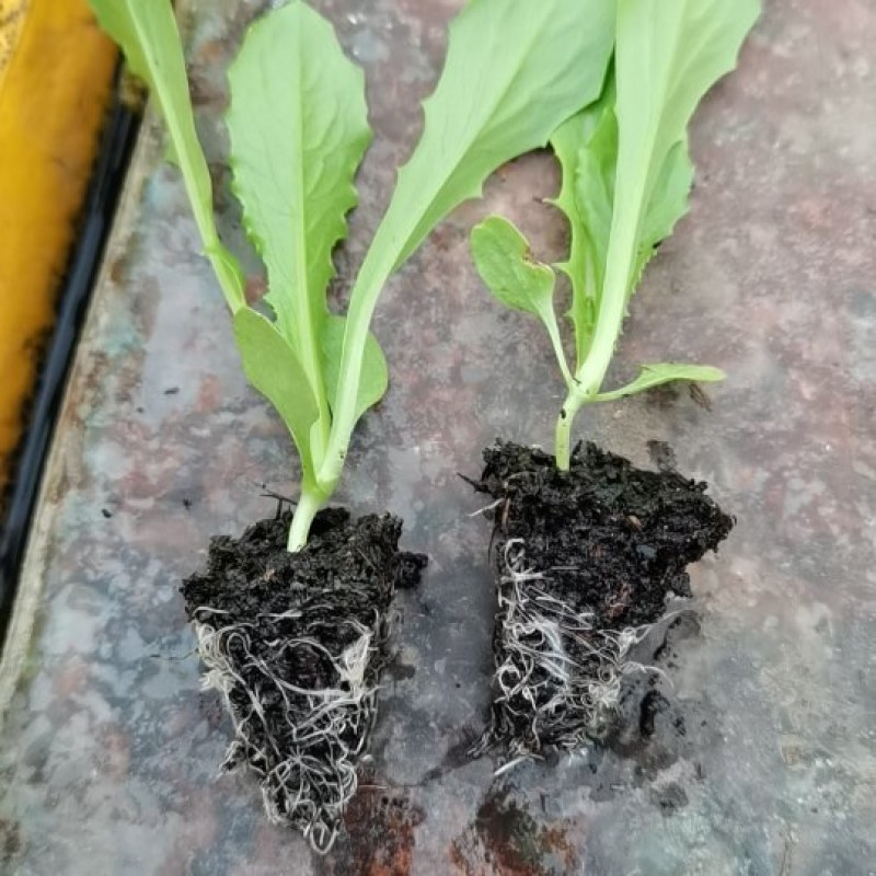 油麦菜苗，本基地直销。带土发货。成活率高。