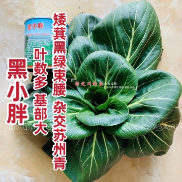 黑叶苏州青种子小青菜黑小胖青梗菜种籽矮脚油菜种子四季蔬菜