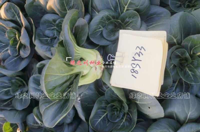 黑叶苏州青种子小青菜黑小胖青梗菜种籽矮脚油菜种子四季蔬菜