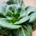 黑叶苏州青种子小青菜黑小胖青梗菜种籽矮脚油菜种子四季蔬菜