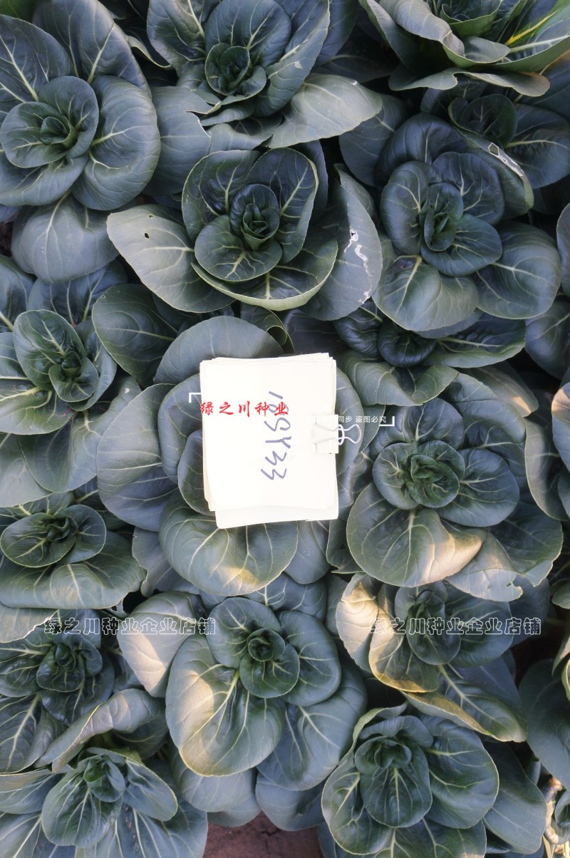黑叶苏州青种子小青菜黑小胖青梗菜种籽矮脚油菜种子四季蔬菜