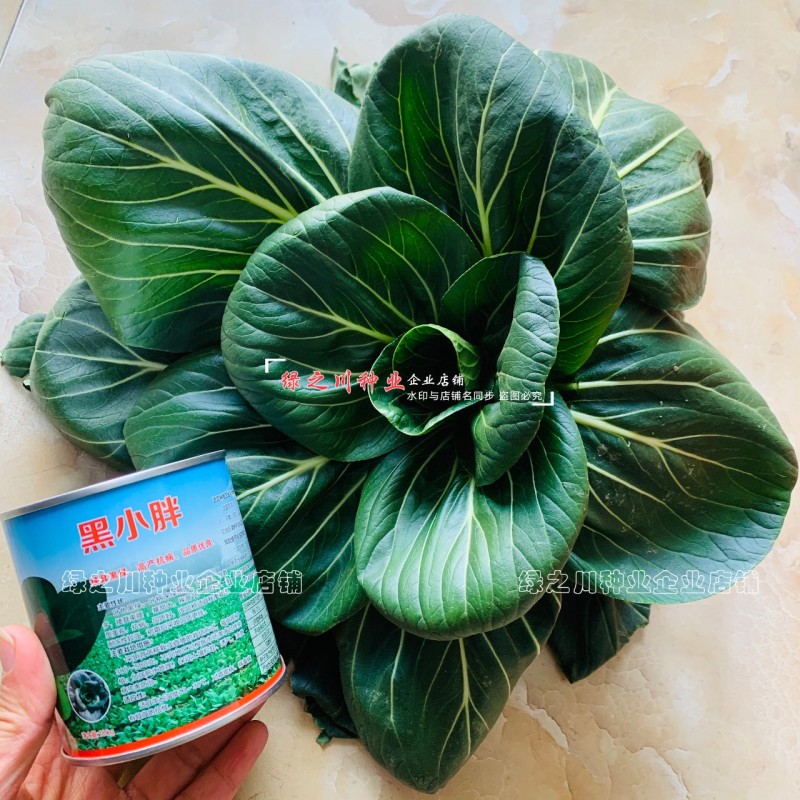黑叶苏州青种子小青菜黑小胖青梗菜种籽矮脚油菜种子四季蔬菜