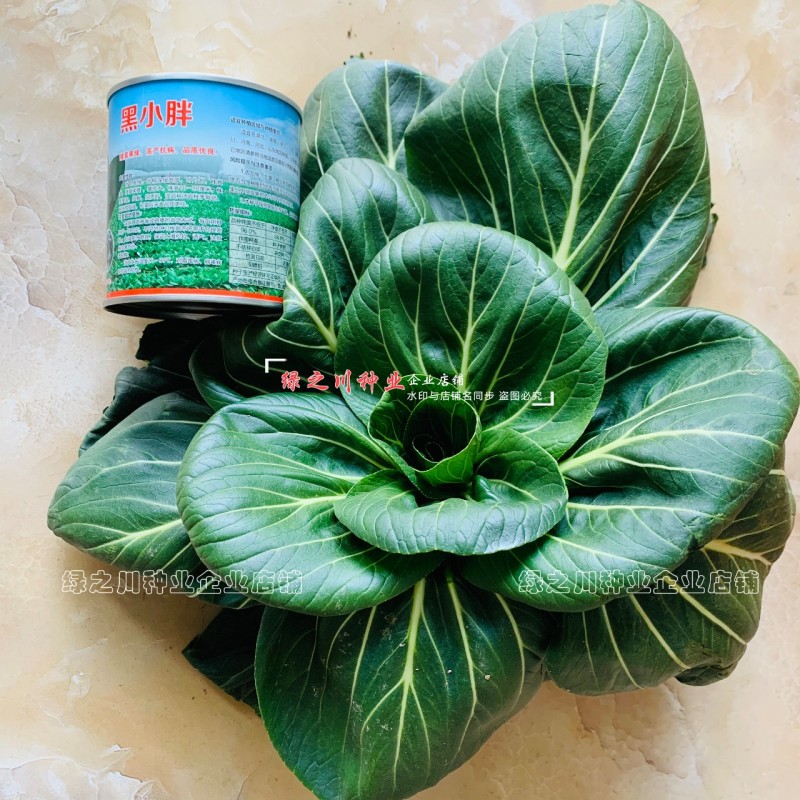 黑叶苏州青种子小青菜黑小胖青梗菜种籽矮脚油菜种子四季蔬菜