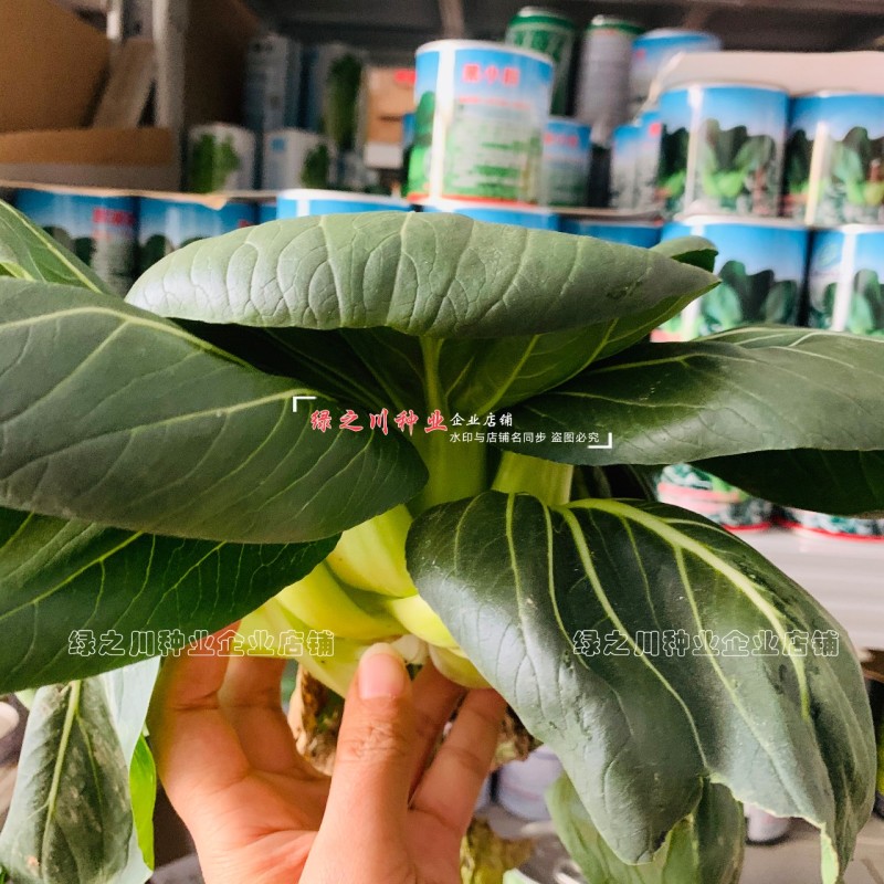 黑叶苏州青种子小青菜黑小胖青梗菜种籽矮脚油菜种子四季蔬菜