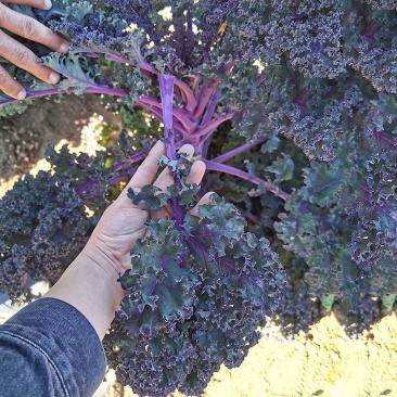 紫玛瑙羽衣甘蓝种子春秋四季播大田蔬菜种孑凉拌沙拉蔬菜种籽