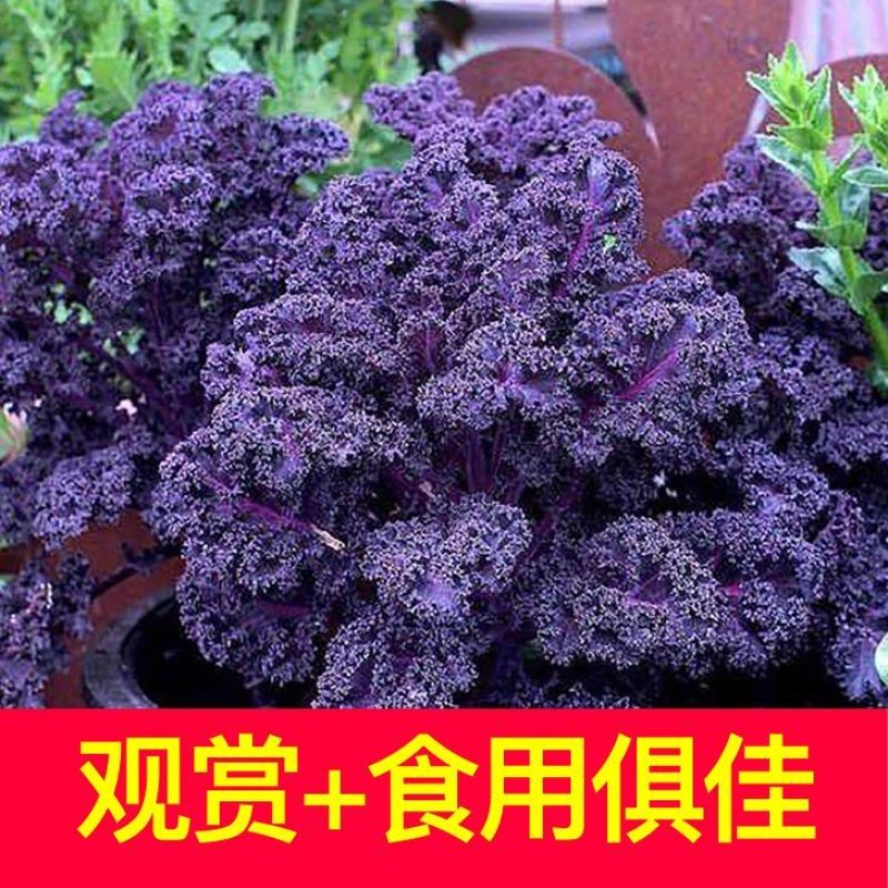 紫玛瑙羽衣甘蓝种子春秋四季播大田蔬菜种孑凉拌沙拉蔬菜种籽