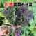 紫玛瑙羽衣甘蓝种子春秋四季播大田蔬菜种孑凉拌沙拉蔬菜种籽