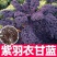 紫玛瑙羽衣甘蓝种子春秋四季播大田蔬菜种孑凉拌沙拉蔬菜种籽