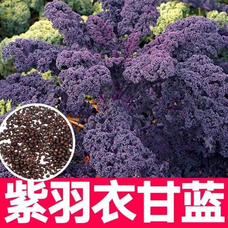 紫玛瑙羽衣甘蓝种子春秋四季播大田蔬菜种孑凉拌沙拉蔬菜种籽