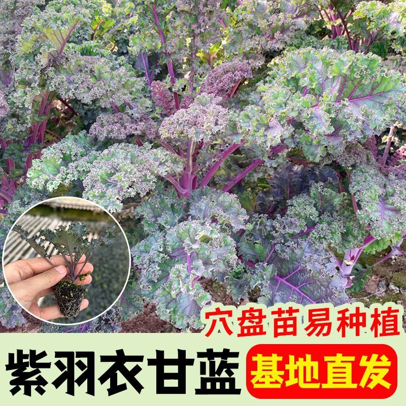 紫玛瑙羽衣甘蓝种子春秋四季播大田蔬菜种孑凉拌沙拉蔬菜种籽