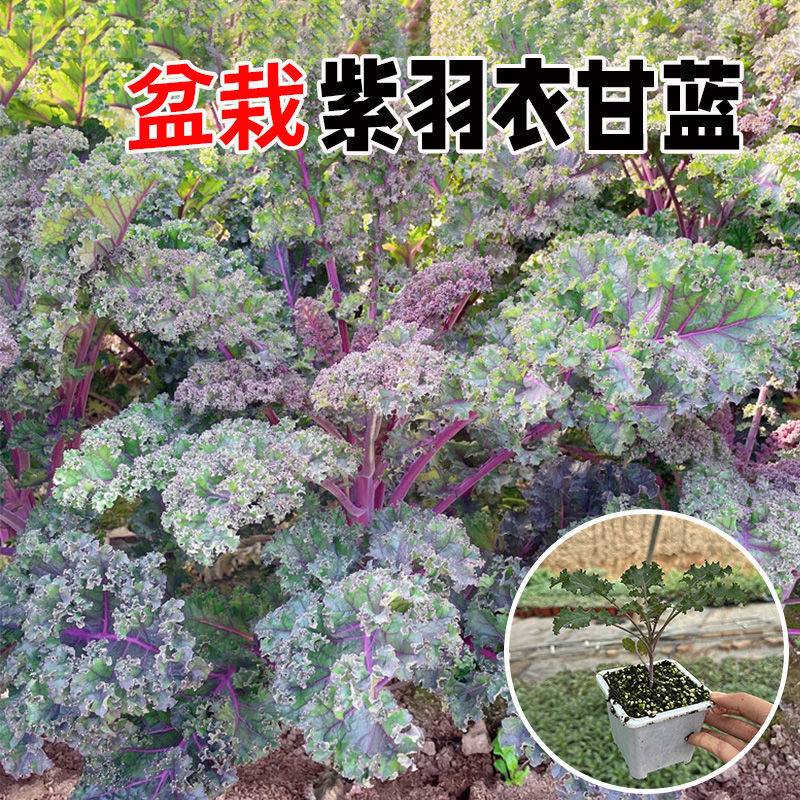 紫玛瑙羽衣甘蓝种子春秋四季播大田蔬菜种孑凉拌沙拉蔬菜种籽