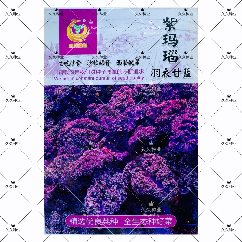 紫玛瑙羽衣甘蓝种子春秋四季播大田蔬菜种孑凉拌沙拉蔬菜种籽