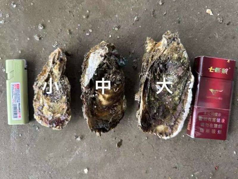 福建生蚝，三倍体一口蚝，到手鲜活，坏了包赔