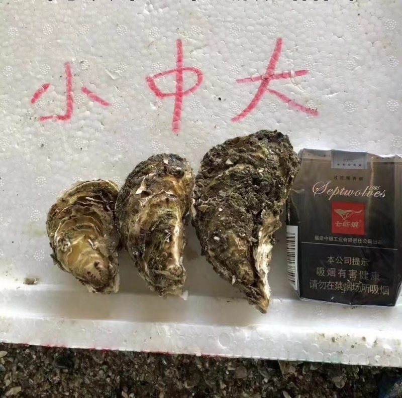 福建生蚝，三倍体一口蚝，到手鲜活，坏了包赔