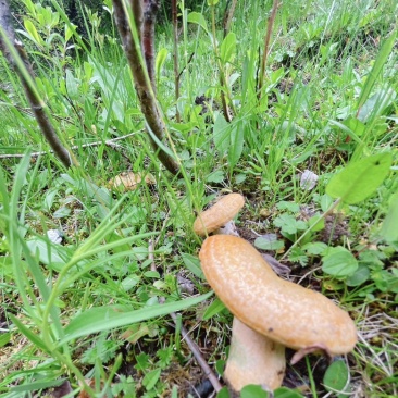 山珍海味松树菌