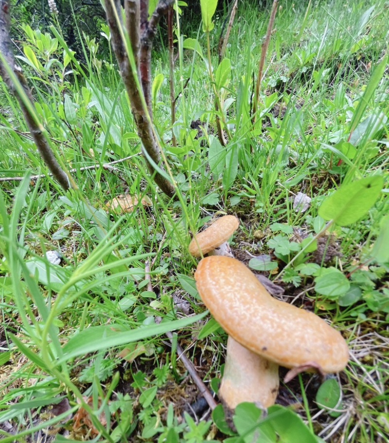 山珍海味松树菌