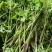 野生山芹菜种子野菜大叶芹东北水芹山区特产蔬菜种野芹菜盆栽