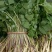 野生山芹菜种子野菜大叶芹东北水芹山区特产蔬菜种野芹菜盆栽