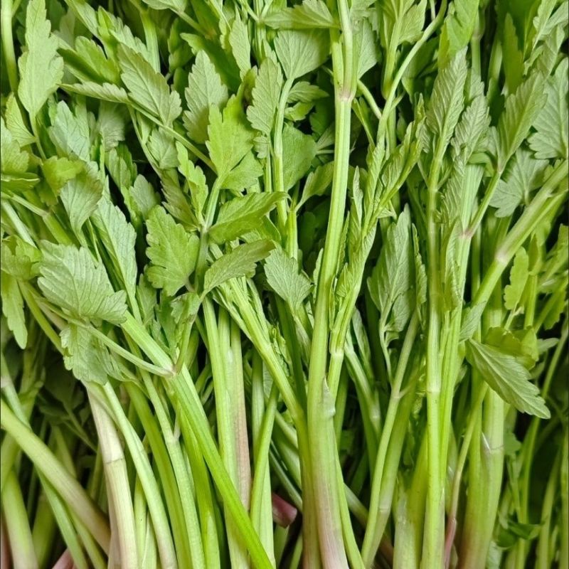 野生山芹菜种子野菜大叶芹东北水芹山区特产蔬菜种野芹菜盆栽