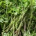 野生山芹菜种子野菜大叶芹东北水芹山区特产蔬菜种野芹菜盆栽