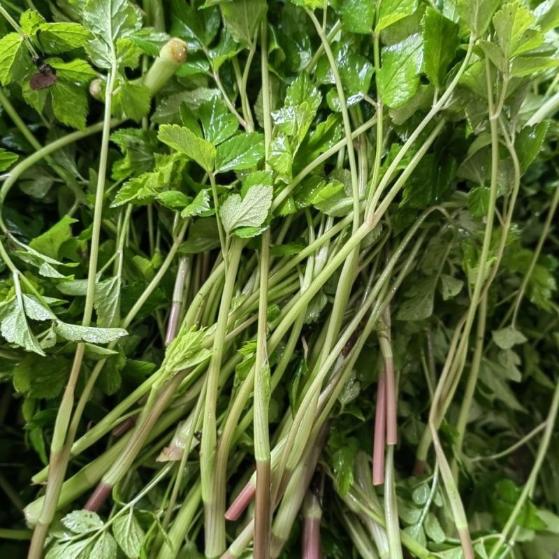 野生山芹菜种子野菜大叶芹东北水芹山区特产蔬菜种野芹菜盆栽